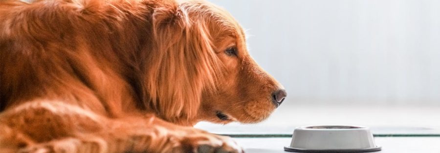 Como evitar um mal-estar estomacal no seu cão – Animal Care Ipiranga