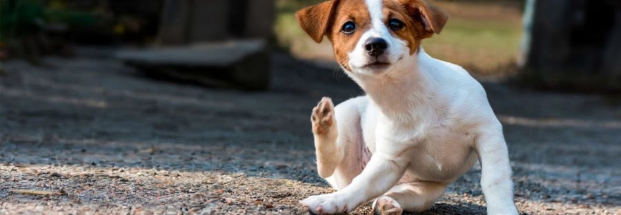 Dogue Alemão  Pet Care Hospital Veterinário