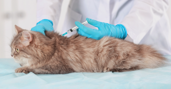 Animal Care Ipiranga – Hospital Veterinário